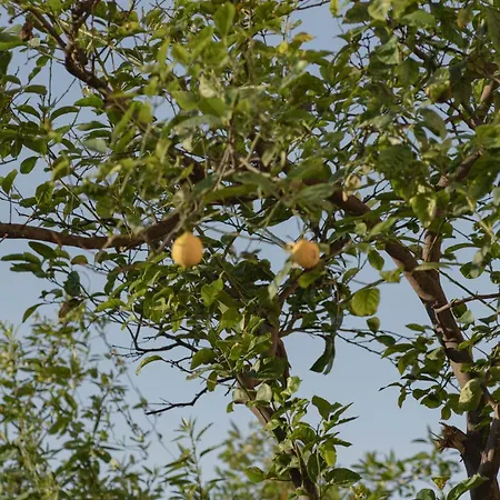 Elemoni - Grandma Eleni's Garden Stay! Rethymno