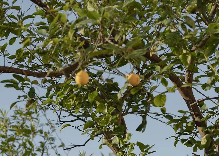 Elemoni - Grandma Eleni's Garden Stay! Rethymno (Crete)